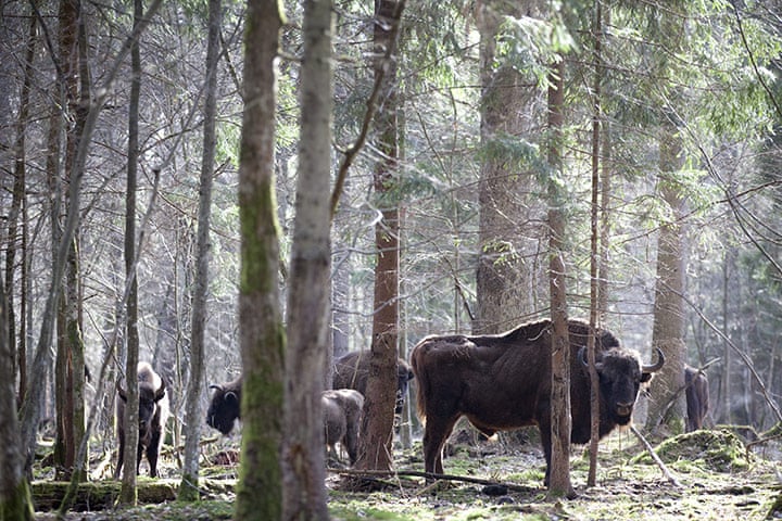 Bialowies Bison